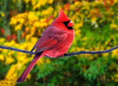 分享圖片：精美絕倫的鳥兒。顏色鮮豔，姿態優美，太招人喜歡了