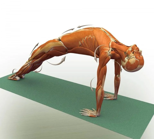 練瑜伽，這些解剖常識你要知道（附28個常見體式解剖圖）