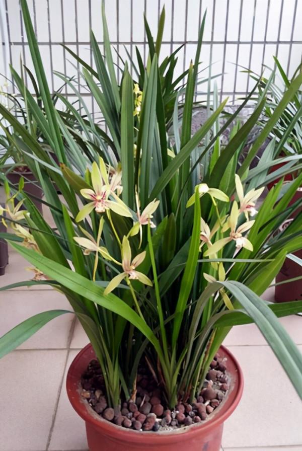 養花就養心，5種“長壽命”花，最適合老人養，健康又長壽