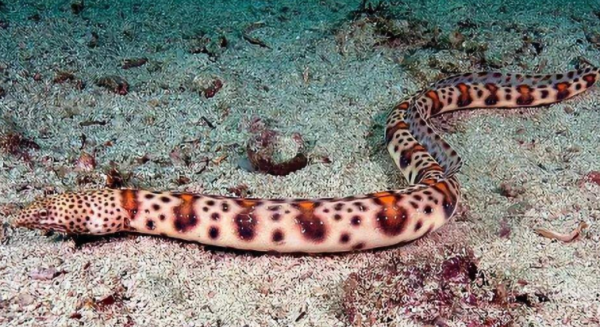 66張圖片帶你看看，那些有著驚豔“顏值”的動物