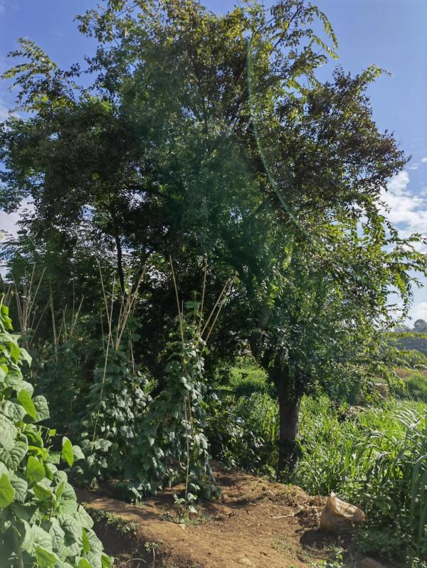 彌勒市竹園,一個美麗的地方 彌勒市竹園,一個美麗的地方