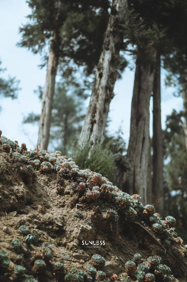 雲南西北,一個可以抵達的理想國 雲南西北,一個可以抵達的理想國