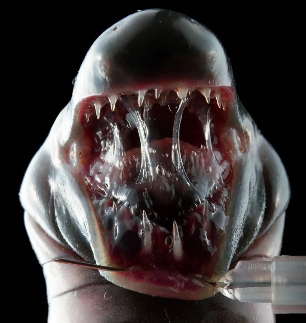 動物奇葩瞬間抓拍，真是無與倫比的美麗和奇異，讓人驚豔