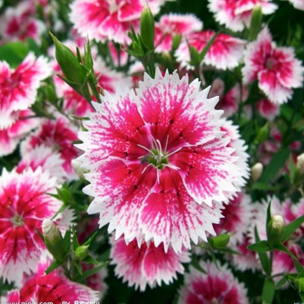 100種常見花卉的播種栽培大全,送給愛養花的你 100種常見花卉的播種栽培大全,送給愛養花的你