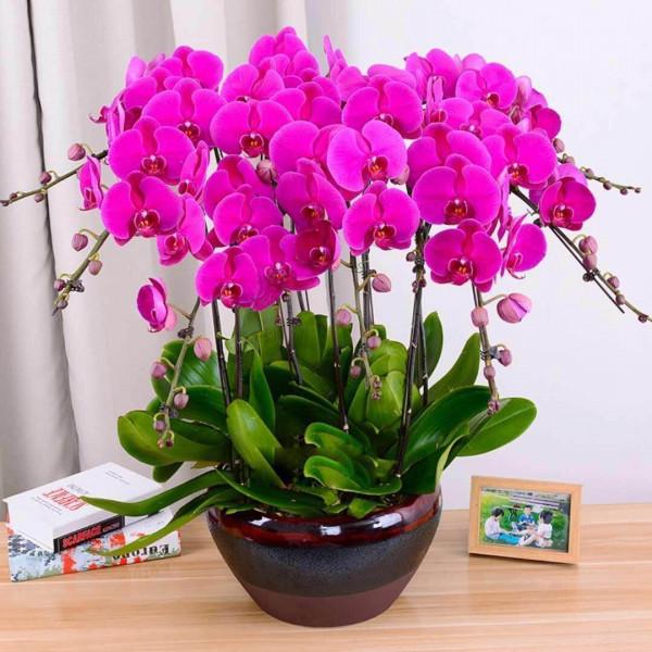 50歲大姐，臥室養3種花，&OpenCurlyDoubleQuote;清新空氣助睡眠&rdquo;，花美人也美