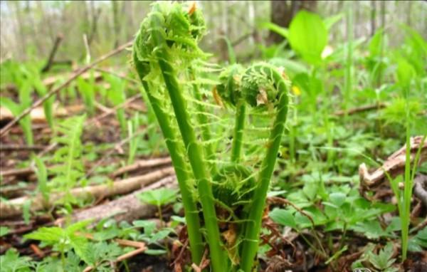 來自東北大山裡的奇珍異寶，你見過吃過幾種，都吃過的是純東北人
