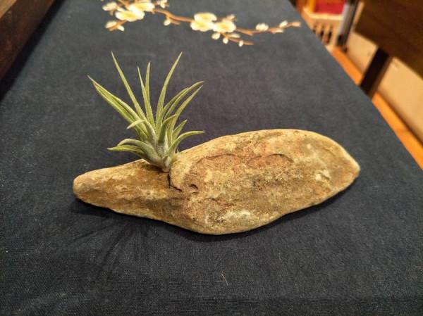 快春節了，來一波超讚木頭風園藝佳作欣賞