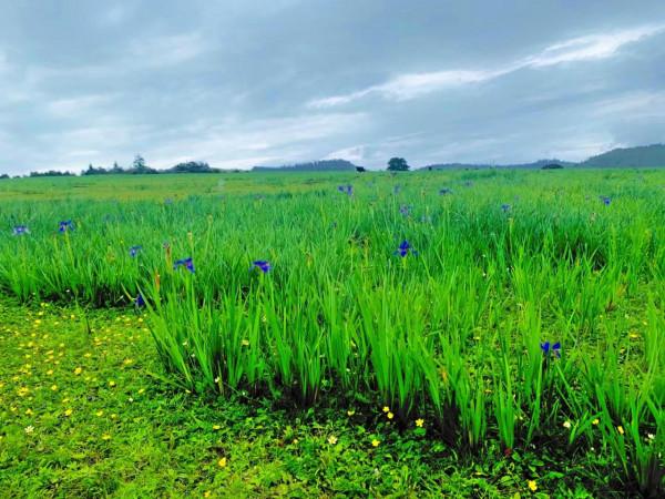 麗江小眾秘境指南｜林那谷：徒步、觀星、賞花新地標