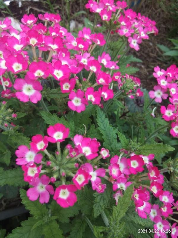 四季都能開花的植物,家裡養一盆,一年四季有花看 四季都能開花的植物,家裡養一盆,一年四季有花看