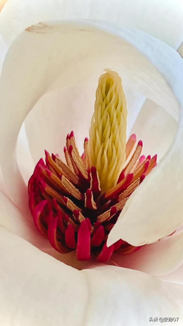 正月裡賞花過大年 正月裡賞花過大年