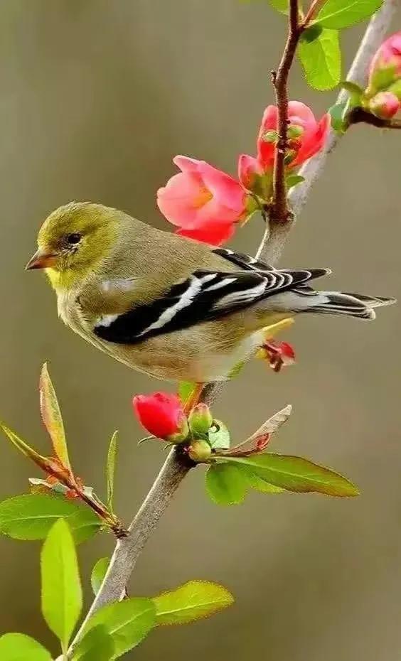 分享圖片&mdash;&mdash;山清水秀 鳥語花香