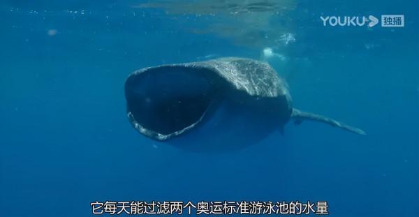 16部超讚自然紀錄片，讓孩子足不出戶看到地球的“真實面目”！