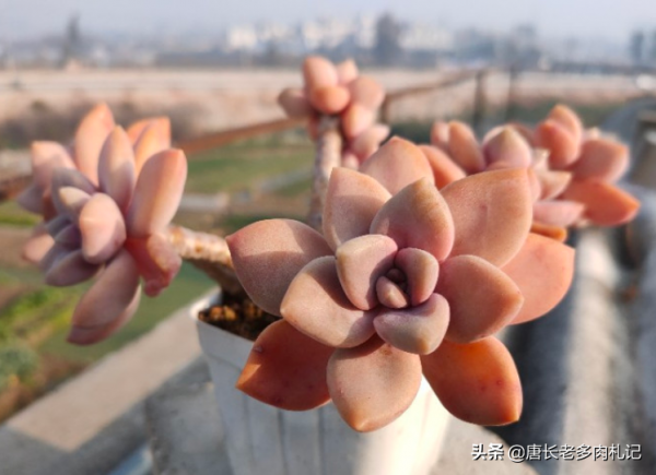 多肉冬美人跟秋麗比高低？冬美人皮實更勝一籌，秋麗顏值略勝一分