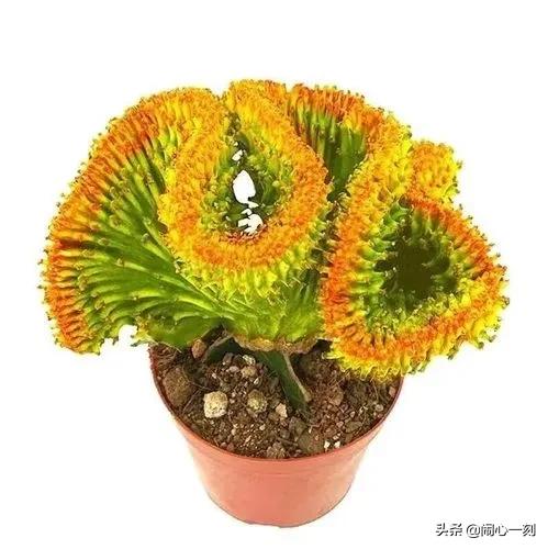 分享&mdash;&mdash;招財麒麟多肉