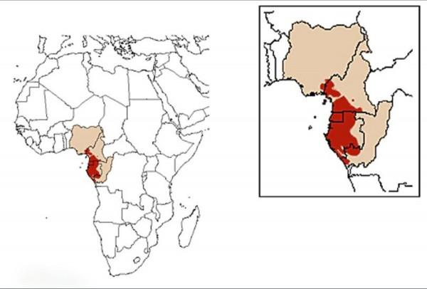 為何說“寧遇豺狼,不碰山魈”,這種動物有多可怕?我國有嗎? 為何說“寧遇豺狼,不碰山魈”,這種動物有多可怕?我國有嗎?