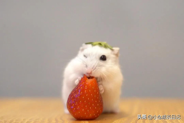 萌到心化！！這隻小精靈一樣的倉鼠讓人瘋狂心動...