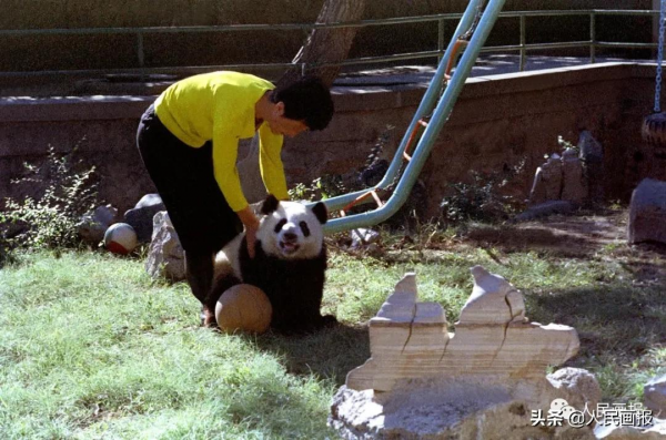 太可愛了吧！《人民畫報》裡的大熊貓檔案