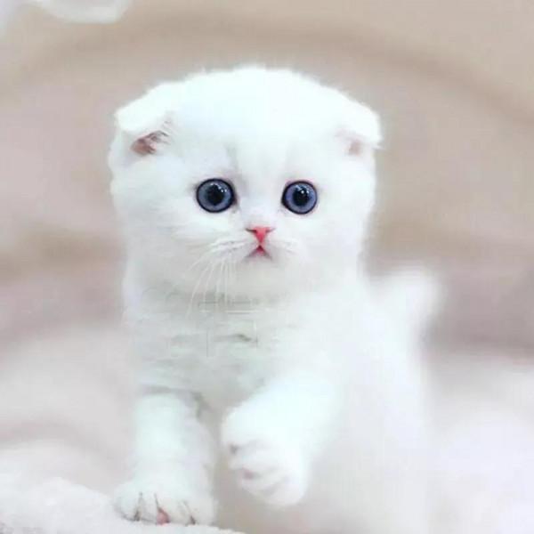 今天分享多種動物‘幼崽’圖片供給大家觀賞 今天分享多種動物‘幼崽’圖片供給大家觀賞