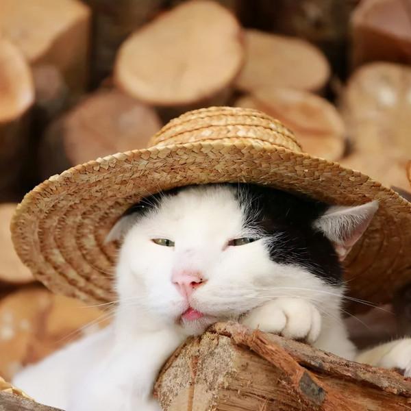 世界上還有這樣不饞嘴的貓咪？我不信