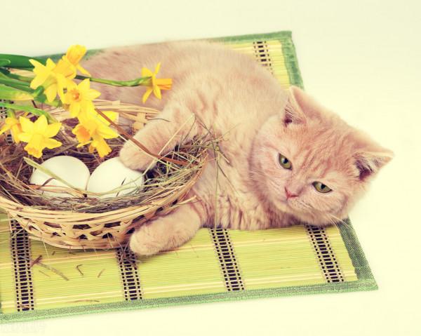 養貓經驗:貓咪肚裡有毛球怎麼辦 養貓經驗:貓咪肚裡有毛球怎麼辦