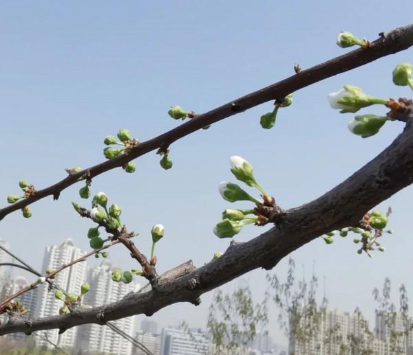 蜂糖李，北方樓頂值得種