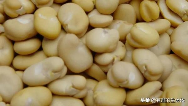 這14種豆類糧食你見過幾種，吃過幾種呢？很多人分不清是什麼豆子