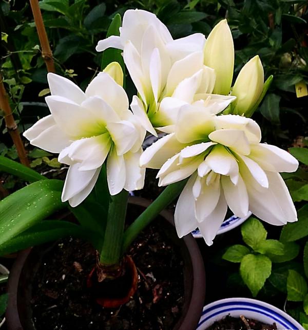 9種漂亮花,越冷越要曬太陽,控水薄肥,才能開得“奼紫嫣紅” 9種漂亮花,越冷越要曬太陽,控水薄肥,才能開得“奼紫嫣紅”