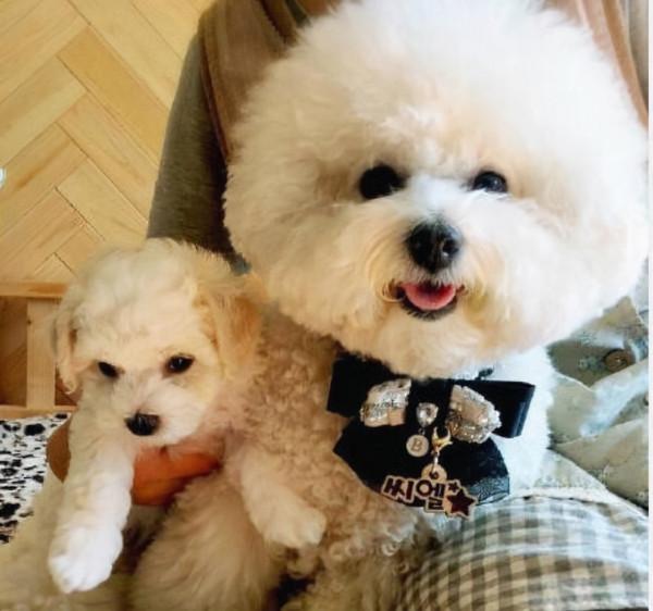 比熊“舔人”很髒?其實它是想告訴你這些事,別嫌棄 比熊“舔人”很髒?其實它是想告訴你這些事,別嫌棄