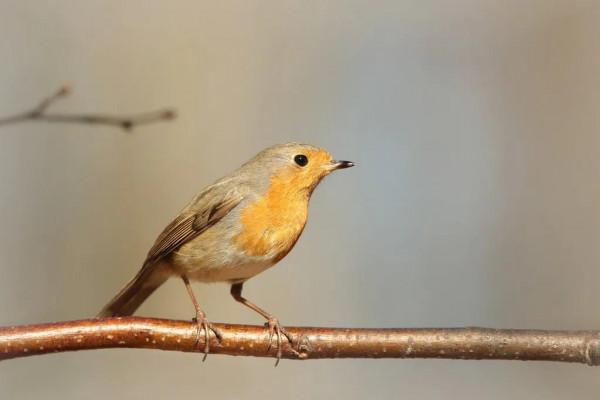 分享圖片——知更鳥（上帝之鳥）