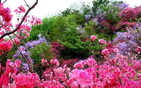 英山天馬寨杜鵑花海