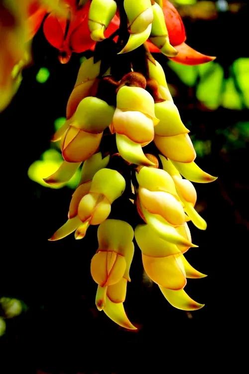 像鳥兒一樣靈動的禾雀花