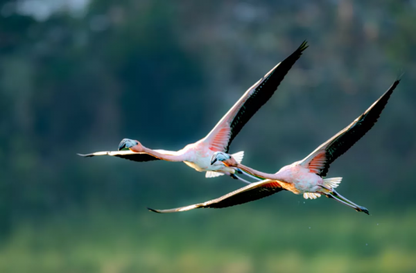 這個冬天，到海南紅樹灣赴一場火烈鳥之約