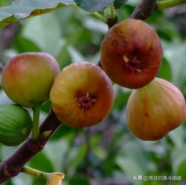 陽臺也能養無花果，注意這三點，蹭蹭冒芽，咕嚕咕嚕結碩果