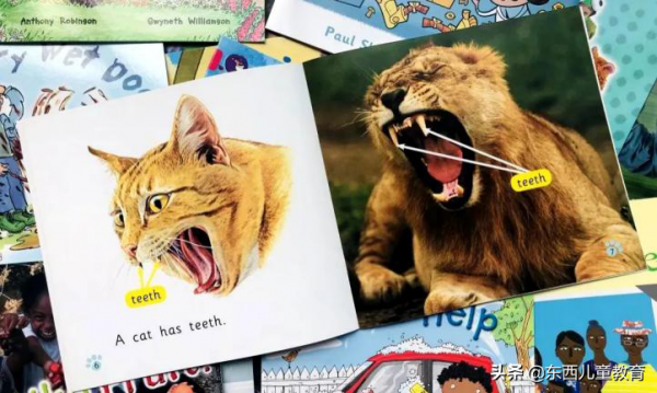 等了一年的分級閱讀王者:《大貓》來了 等了一年的分級閱讀王者:《大貓》來了