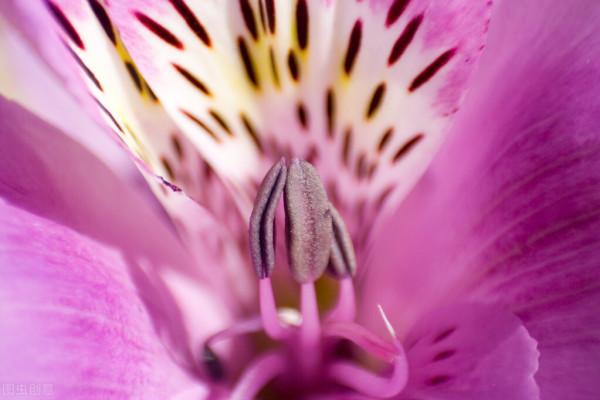 很獨特的花兒，不忍心獨享。你可能沒見過幾樣。有幾種你認識的？