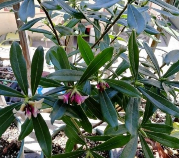 陽臺盆栽養花選這4樣，便宜好活，開花又香又美，時間又長