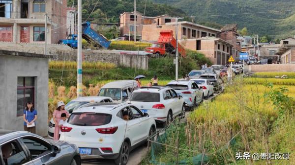 貴定臘利梯田黃了，農業觀光異常火爆