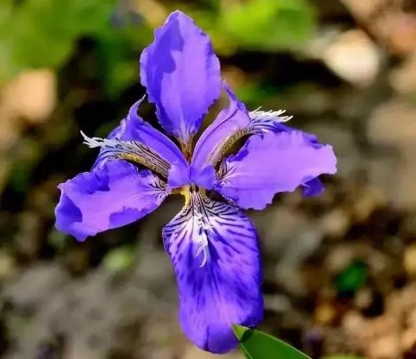 世界上100種奇花，你見過的有哪些