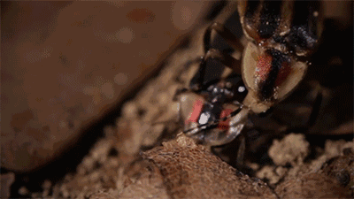 自殺式繁殖,為了後代丟掉自己生命,大自然如何讓動物走向極端? 自殺式繁殖,為了後代丟掉自己生命,大自然如何讓動物走向極端?