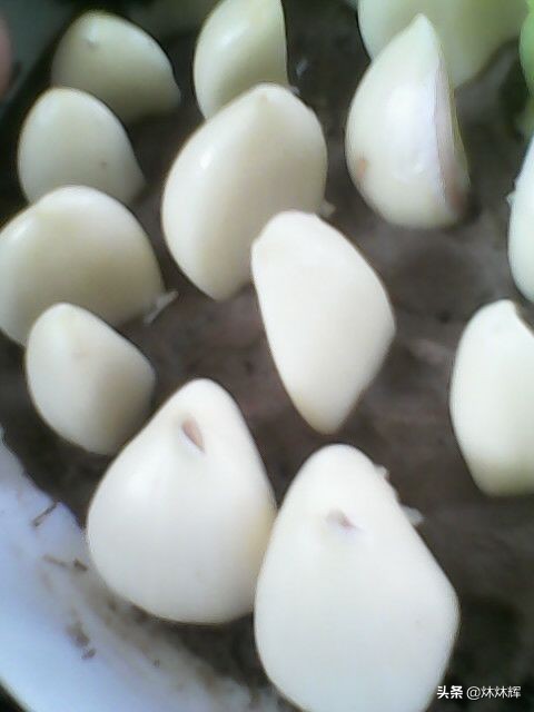 正當冬季，室內也可以種植蒜薹，其實挺簡單