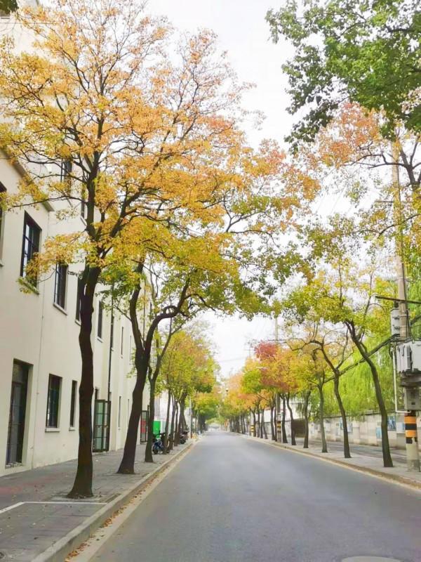 新一波地圖來了~除了北美紅楓和銀杏，普陀還有什麼好看？