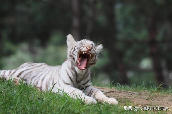 北京野生動物園的小老虎太萌、太可愛
