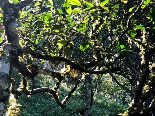 「普洱茶山行」乾貨分享賀開古樹普洱茶蘭香撲面何處來? 「普洱茶山行」乾貨分享賀開古樹普洱茶蘭香撲面何處來?