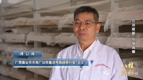 稀奇！廣西的蠶寶寶不吃桑葉