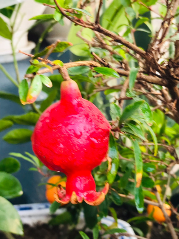 “院中有五樹，子孫一直富”，5種樹養在家裡有好兆頭