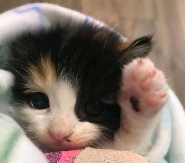 小貓躲在花圃裡發抖，大叔看著可憐便收養了，幾個月後稱撿到寶了