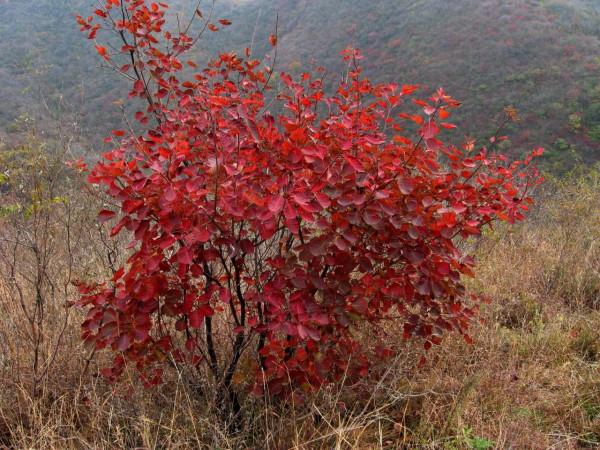 我的驢行日記——嵩山峻極峰