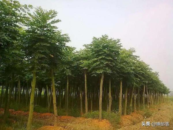 漸漸從農村消失的皂角樹，如今一些基地大量種植，原來用處那麼多