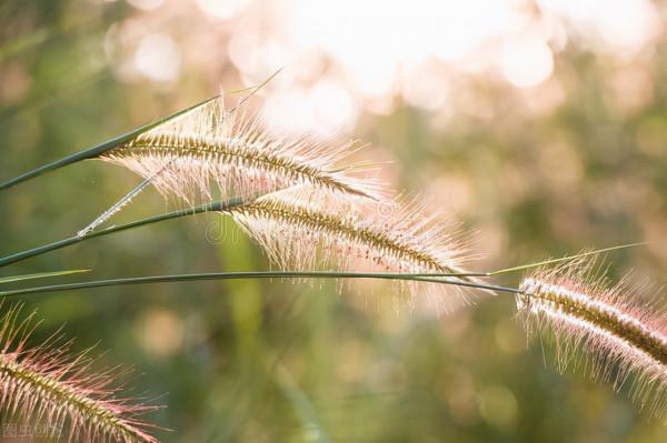 養生金窩窩——腋窩