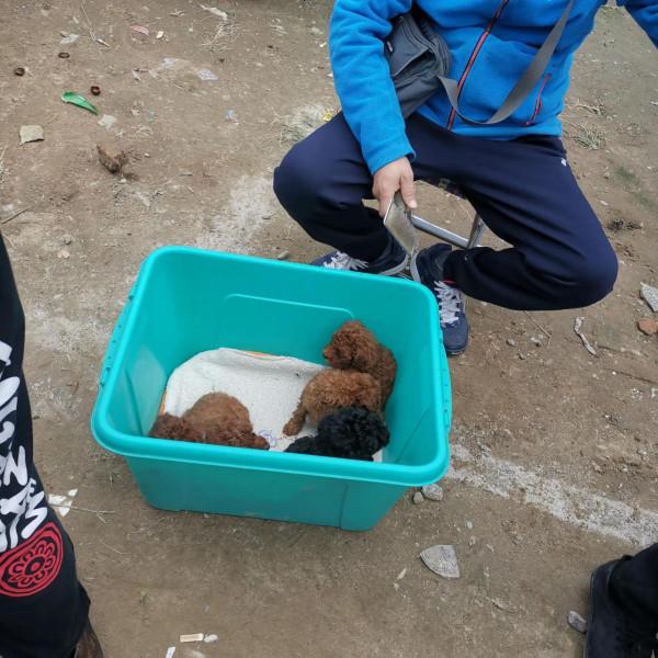 看圖逛街，各種小寵物及珠串